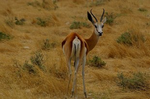 685 Namibia Okt 2006 .JPG